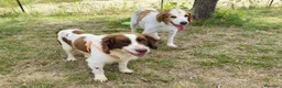 Breton cani in regalo: BACO breton di 3 anni  - Annuncio 1