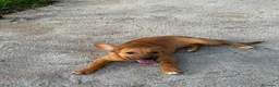 Meticcio cani in regalo: bobby  - Annuncio 4