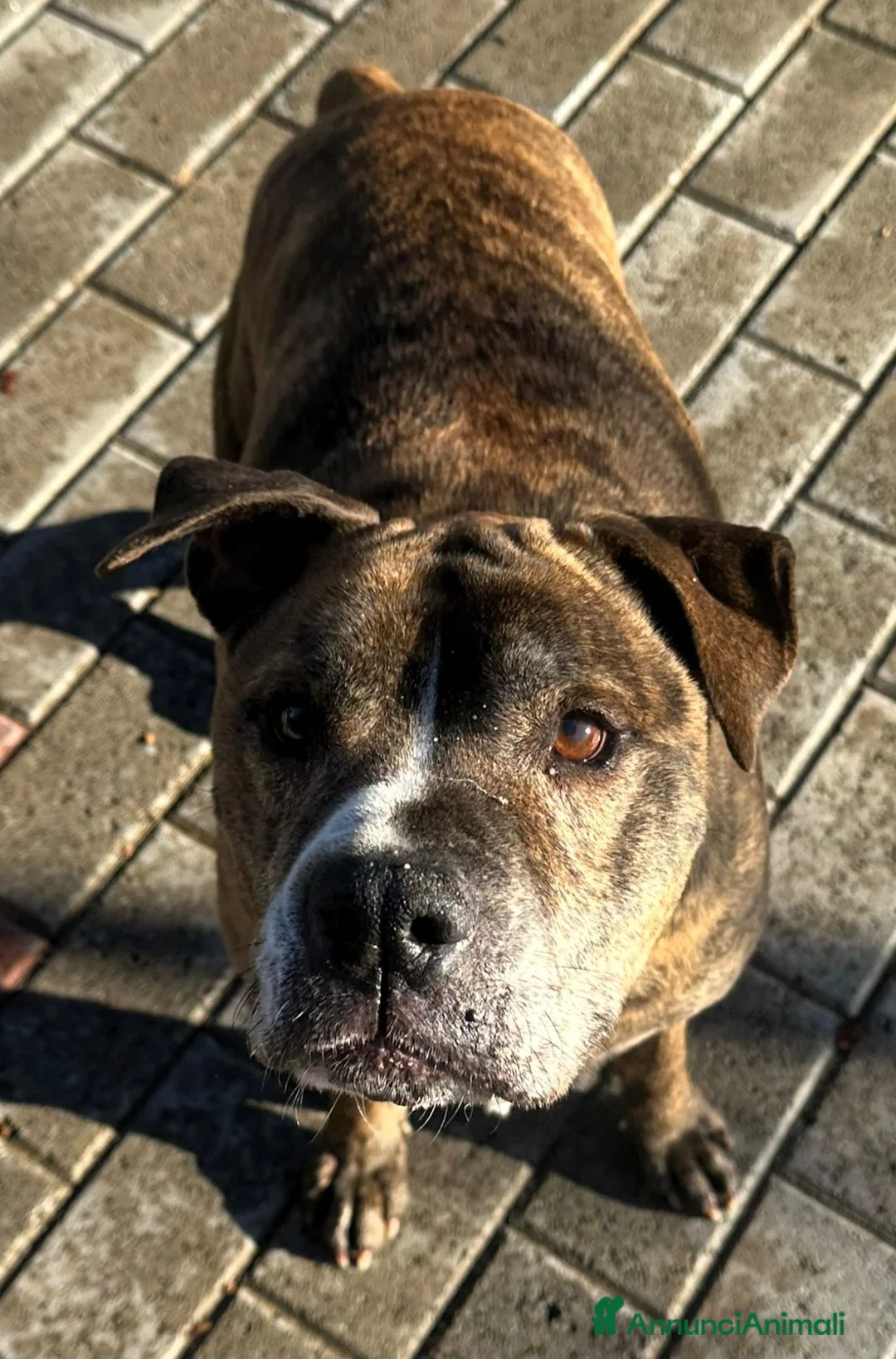 Meticcio cani in regalo: THOR PIT GENTILE - Annuncio 4