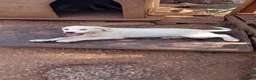 Meticcio cani in regalo: rosamaria - Annuncio 3