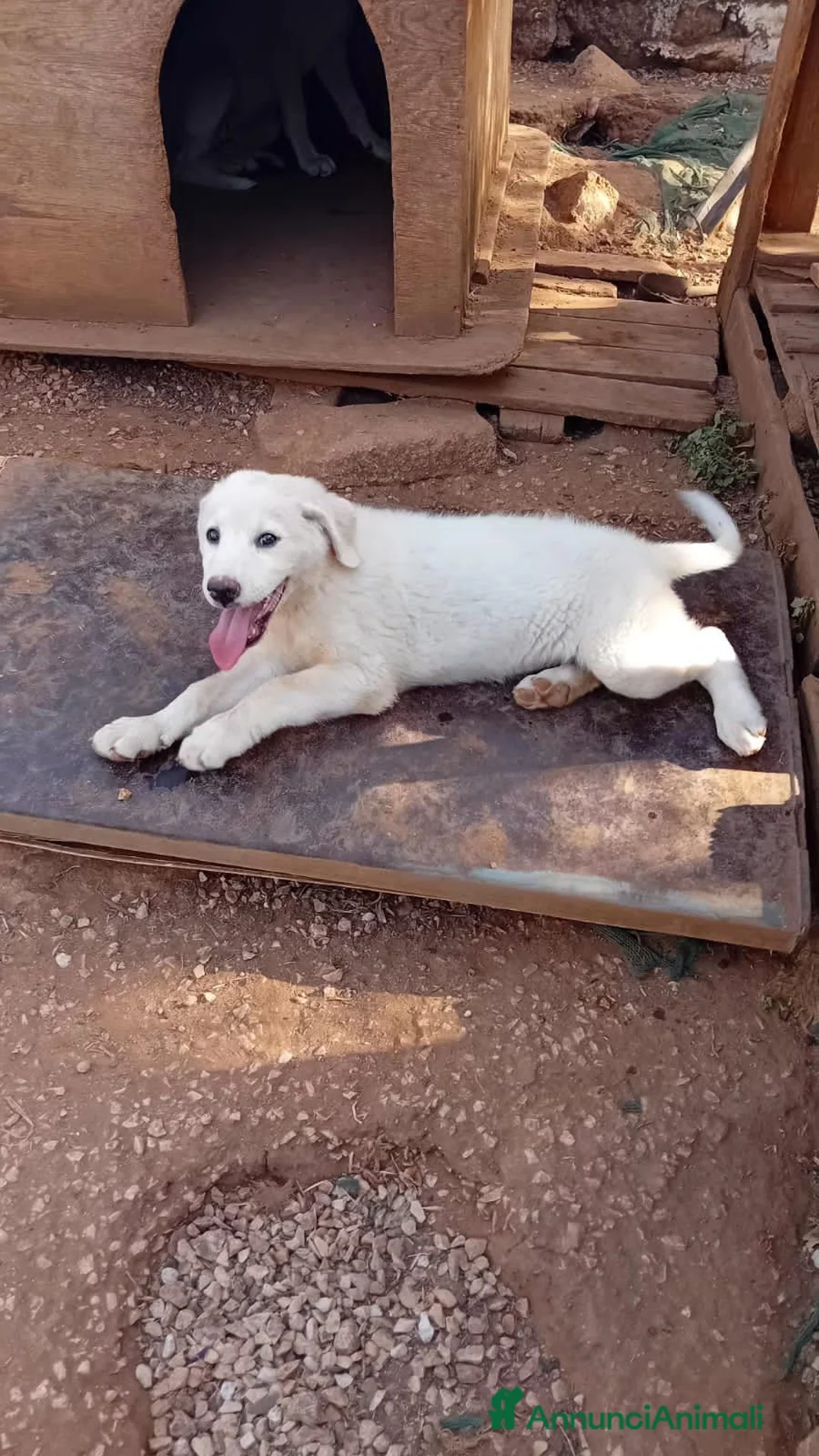 Meticcio cani in regalo: rosamaria - Annuncio 3