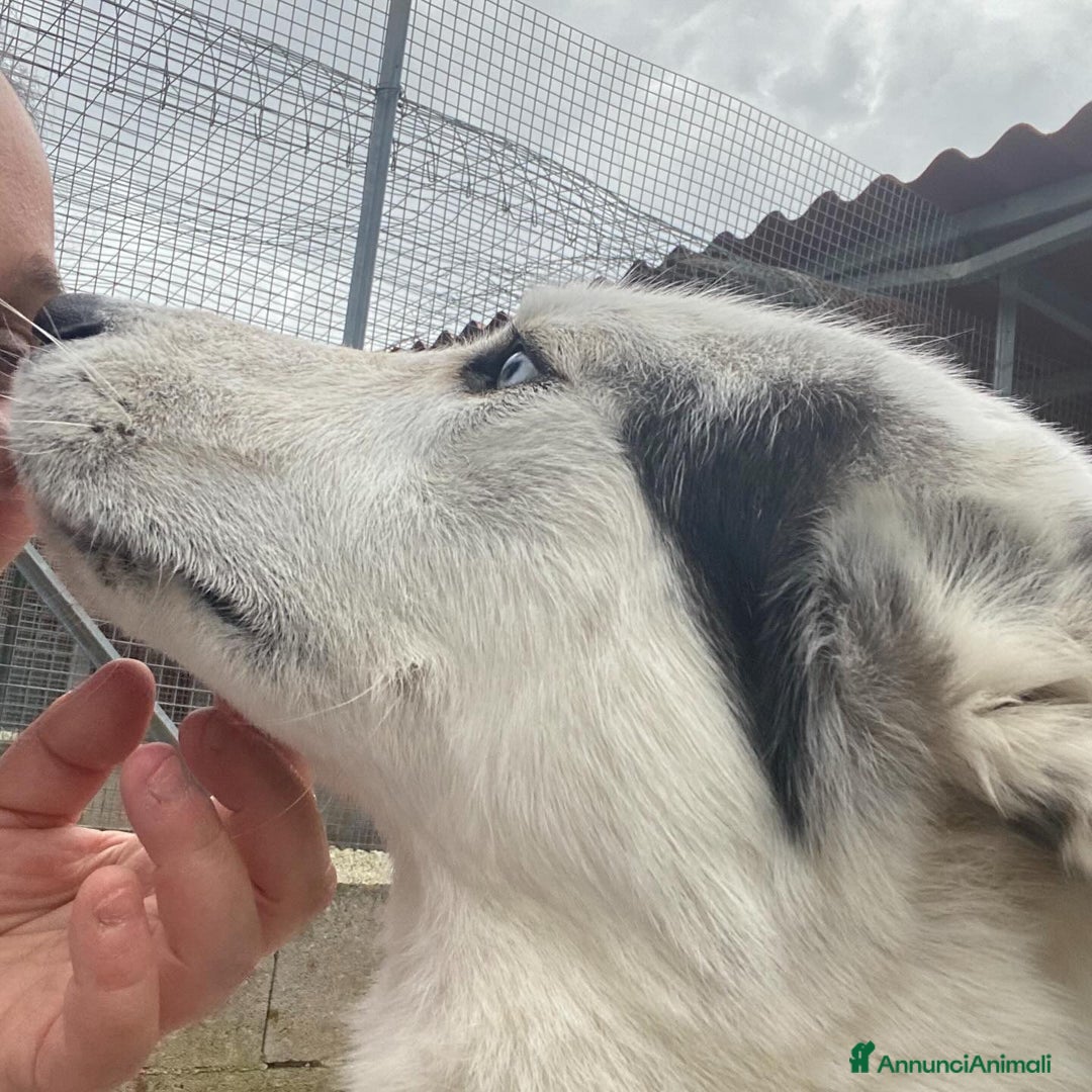 Husky cani in regalo: BLADE bellissimo incrocio HUSKY cerca adozione a Provincia di Latina - Annuncio 4