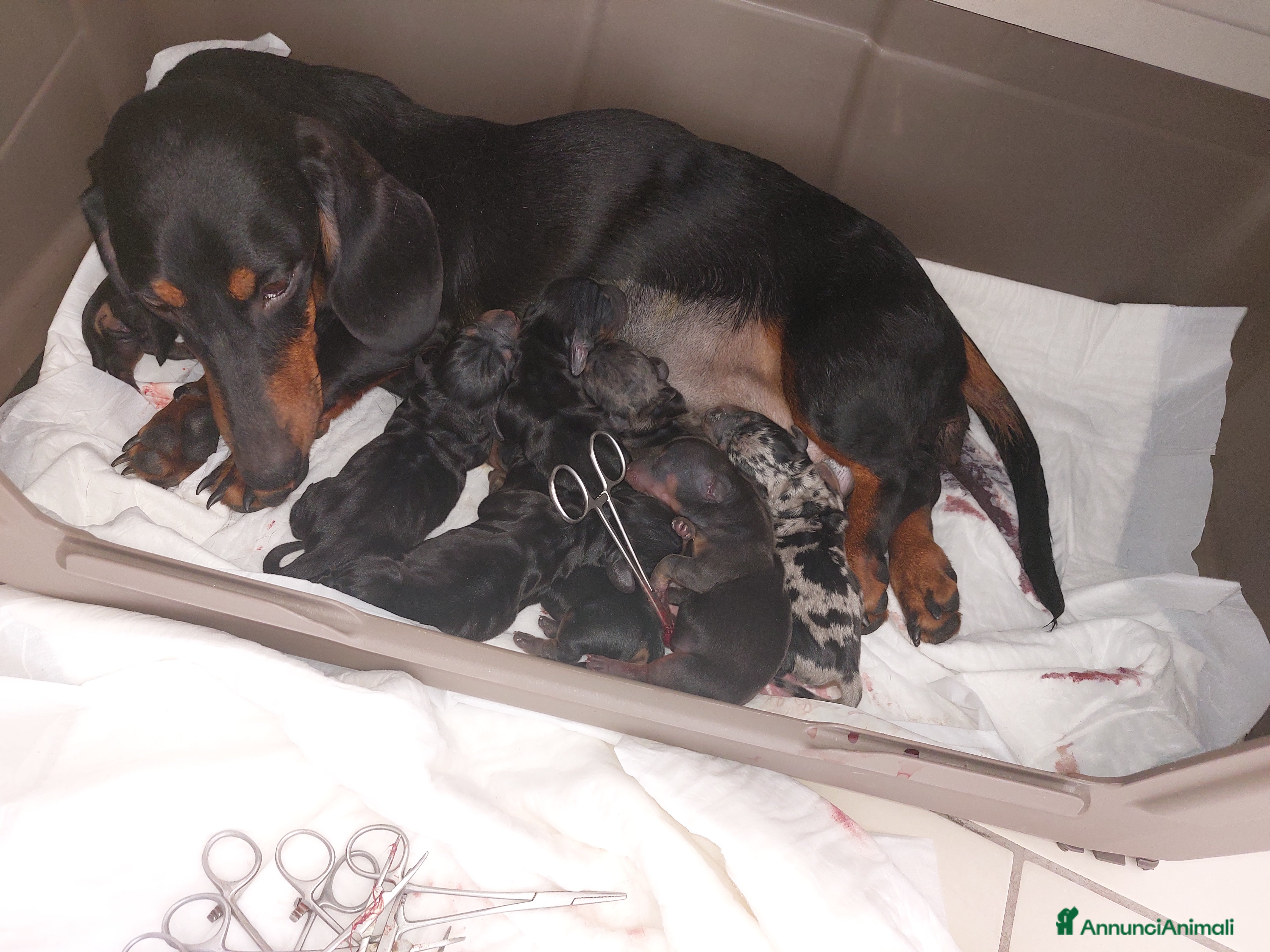 Bassotto cani Bassotto nano kaninchen  - Annuncio 5