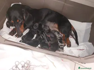 Bassotto cani Bassotto nano kaninchen - Annuncio 5