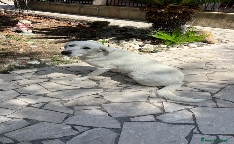 Labrador cani a Provincia di Latina - Annuncio 7
