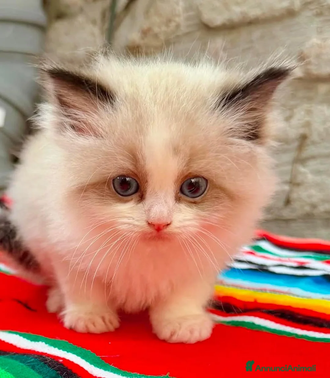 Ragdoll gatti in vendita: cuccioli di ragdoll - Annuncio 2