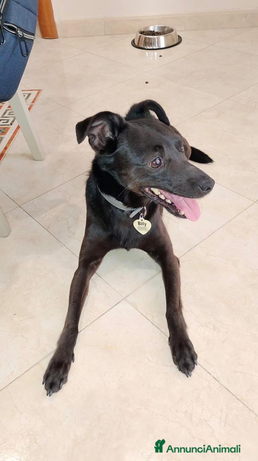 Meticcio cani Billy: taglia contenuta, dolce e socievole  - Annuncio 2