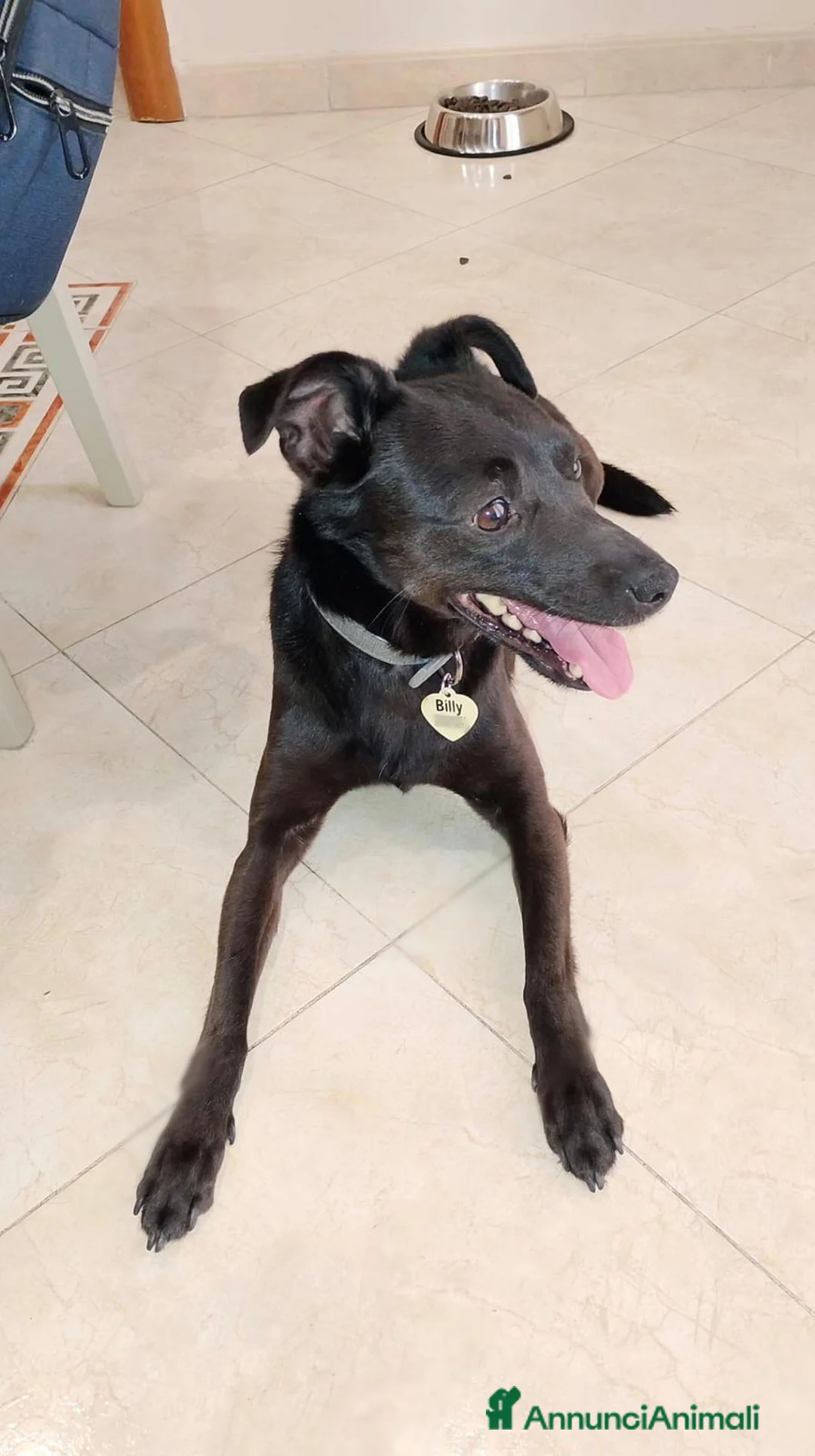 Meticcio cani in regalo: Billy: taglia contenuta, dolce e socievole  - Annuncio 1