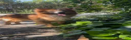 Meticcio cani in regalo: RICKY 💙 11 kg di bontà a Provincia di Pistoia - Annuncio 10