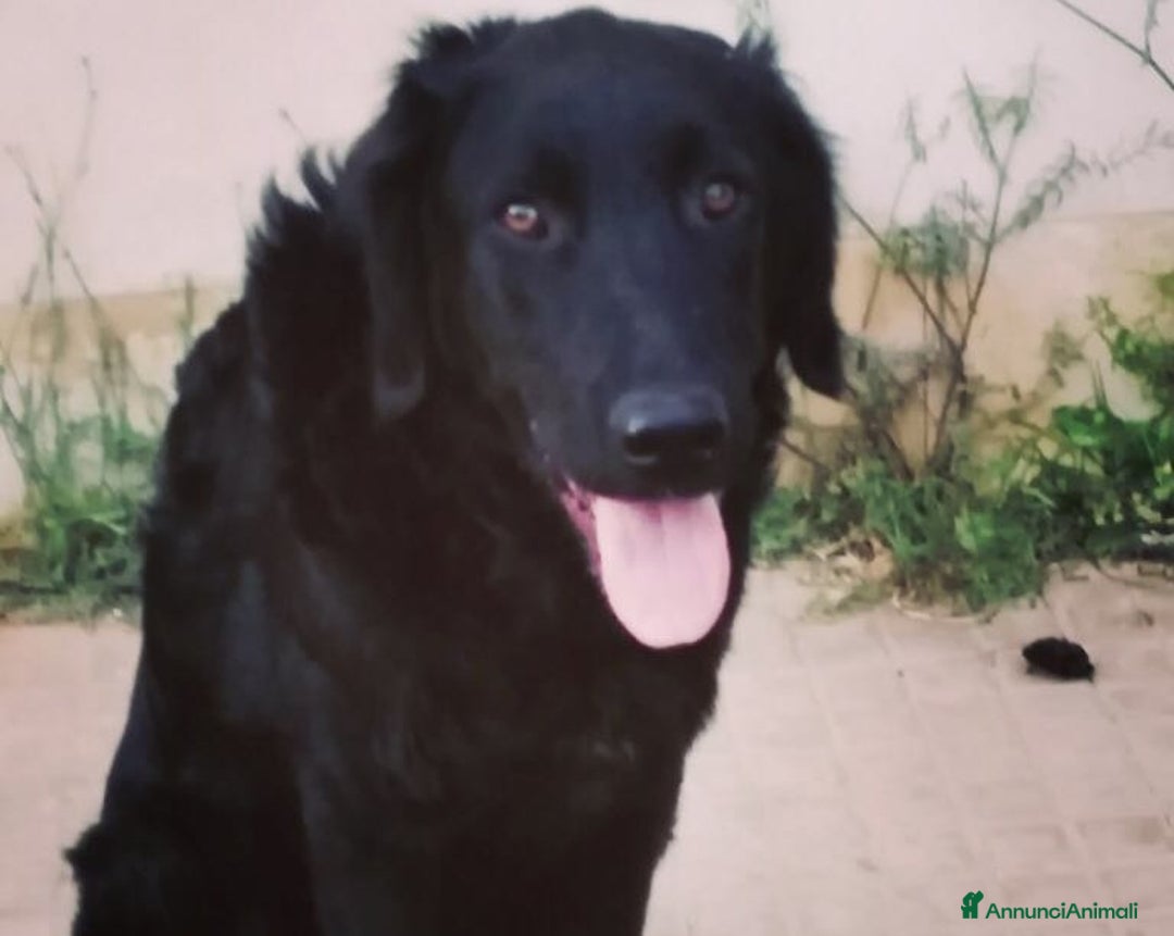 Meticcio cani in regalo: LUNA - SIMIL PASTORE - TAGLIA MEDIA a Milano - Annuncio 2