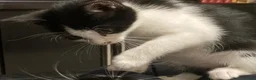 Meticcio gatti in regalo: GATTINI  a Città metropolitana di Milano - Annuncio 8