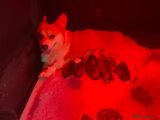 Corgi Pembroke cani All.PAPILOVIT - Annuncio 4