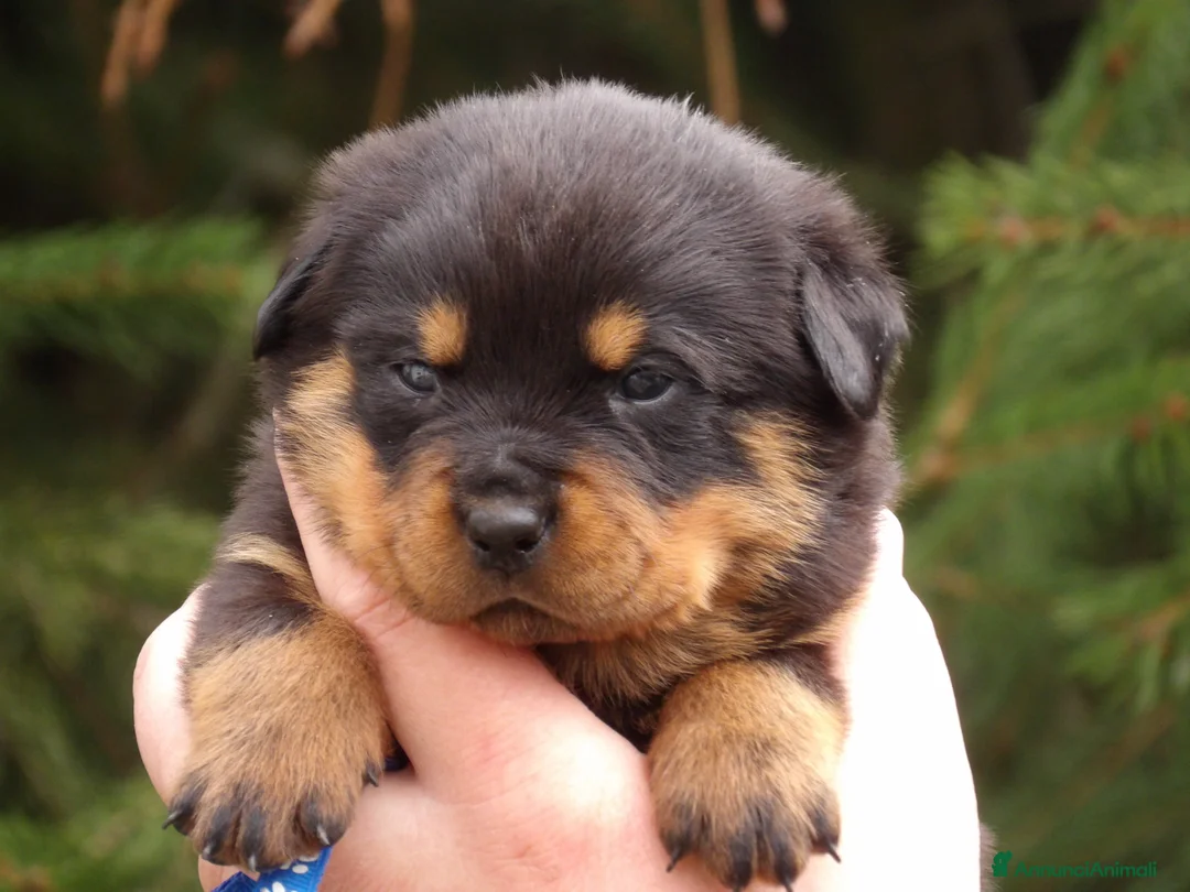 Rottweiler cani in vendita: Rottweiler  - Annuncio 8