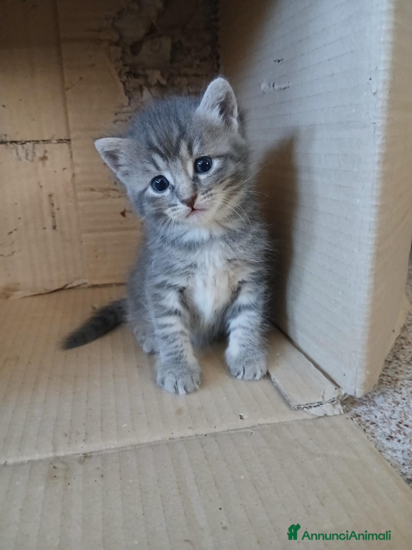 Meticcio gatti Gattini cercano casa - Annuncio 7