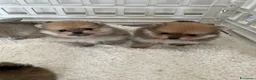 Volpino Pomerania cani in vendita: Spitz di Pomerania - Annuncio 3