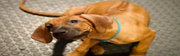Rhodesian Ridgeback cani in vendita: Cuccioli Rhodesian Ridgeback con Pedigree ENCI - Annuncio 16