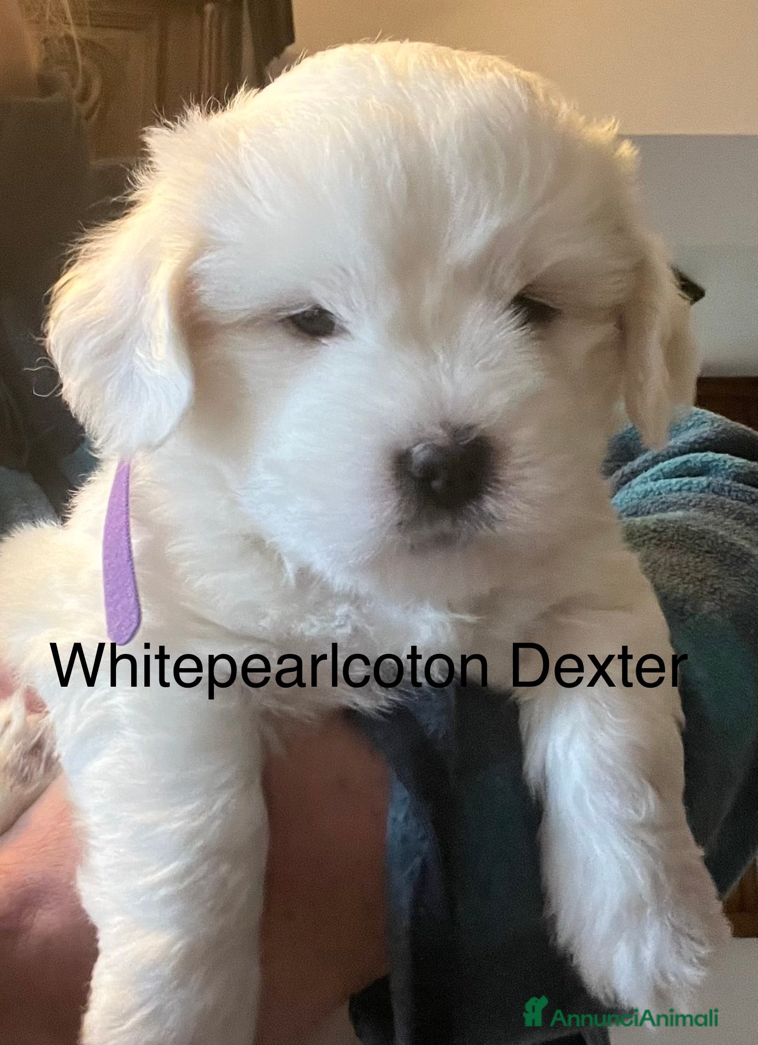 Coton de Tulear cani Cuccioli di coton  - Annuncio 1