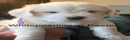 Coton de Tulear cani in vendita: Cuccioli di coton  - Annuncio 1