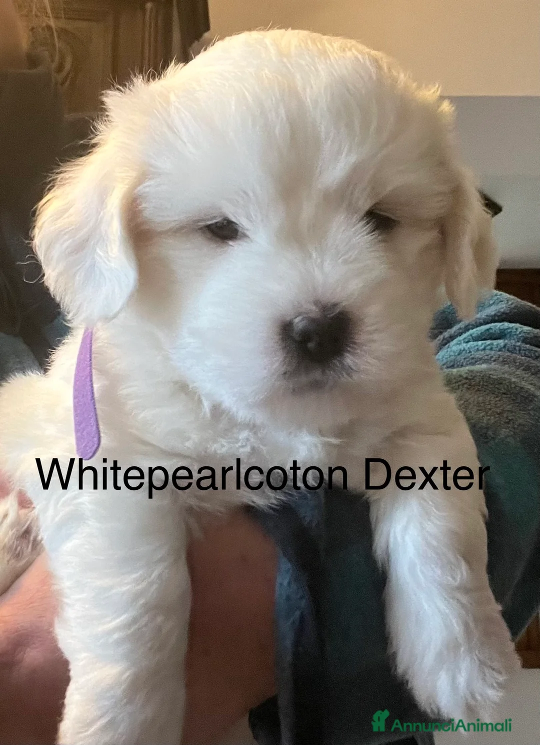 Coton de Tulear cani in vendita: Cuccioli di coton  - Annuncio 1