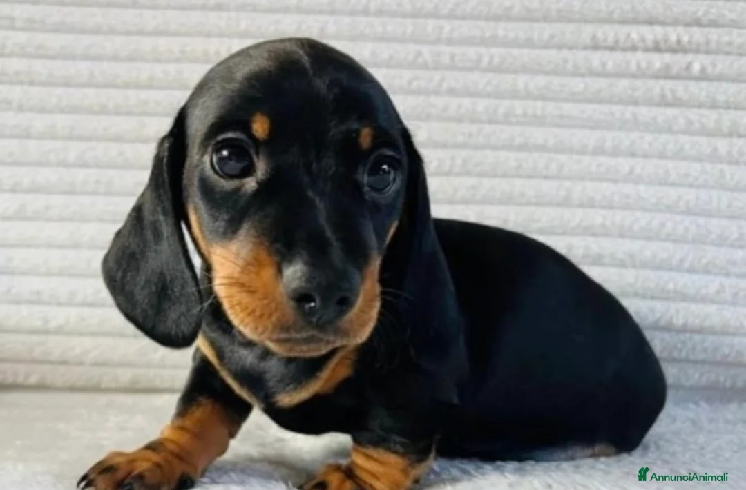 Bassotto cani in vendita: Bassotti Nani  - Annuncio 5