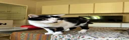 Europeo gatti in regalo: Gatti in adozione! a Provincia di Vicenza - Annuncio 5