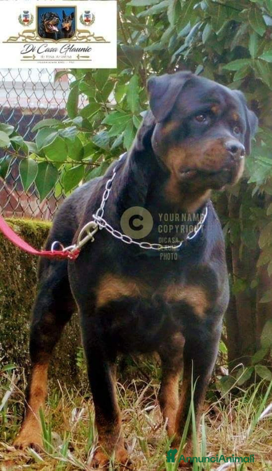 Immagine della galleria {{count}}