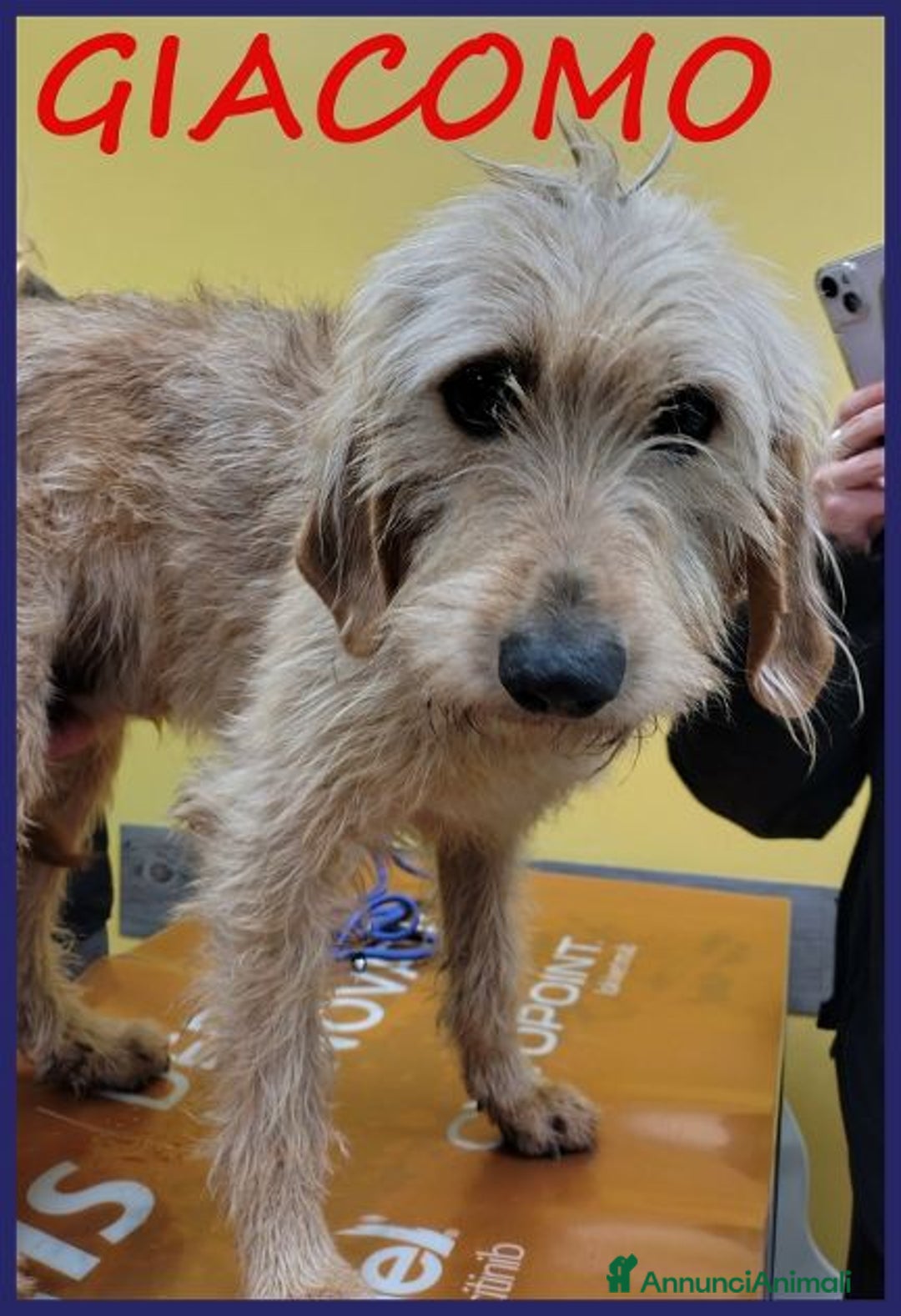 Meticcio cani in regalo: GIACOMO ha vissuto un inferno ora cerca amore - Annuncio 1