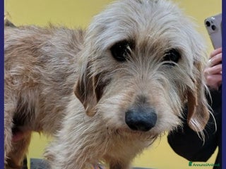 Meticcio cani GIACOMO ha vissuto un inferno ora cerca amore - Annuncio 16