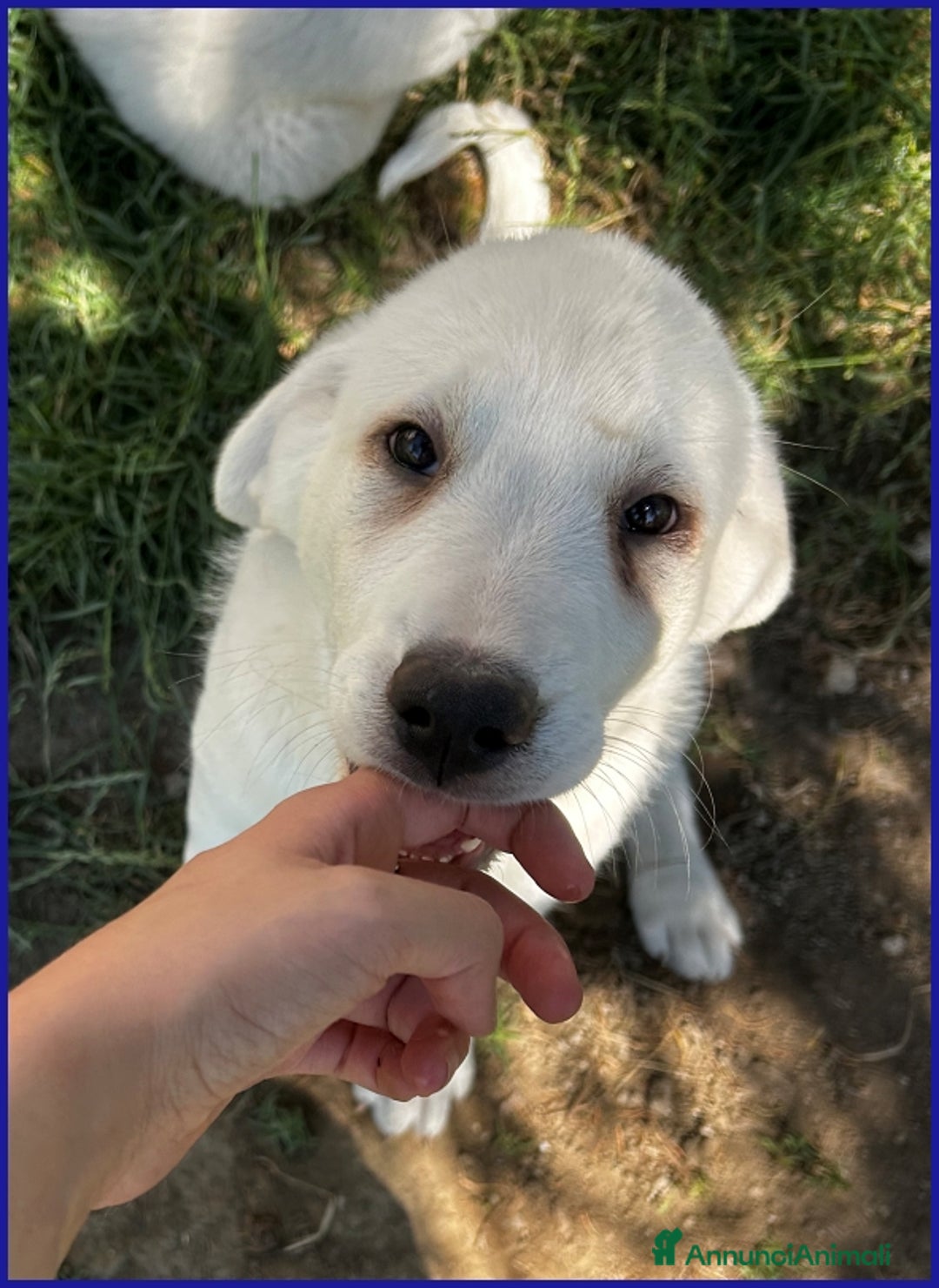 Pastore Maremmano cani in regalo: BBQ, CUCCIOLA 2 MESI MIX MAREMMANA, DOLCE NUVOLETT - Annuncio 11