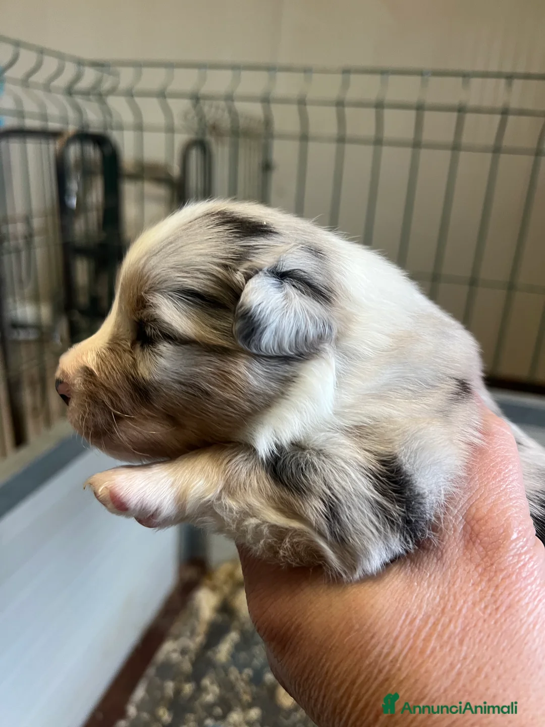 Australian Shepherd cani in vendita: Pastore australiano allevamento ENCI  - Annuncio 5