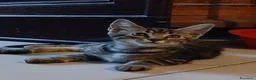 Maine Coon gatti in vendita: Simil maine coon  - Annuncio 2