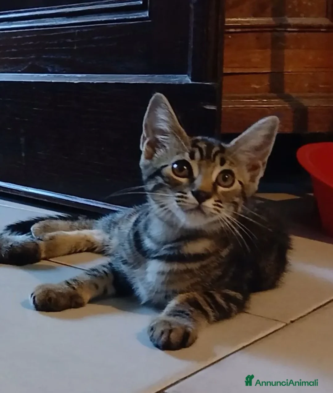 Maine Coon gatti in vendita: Simil maine coon  - Annuncio 2