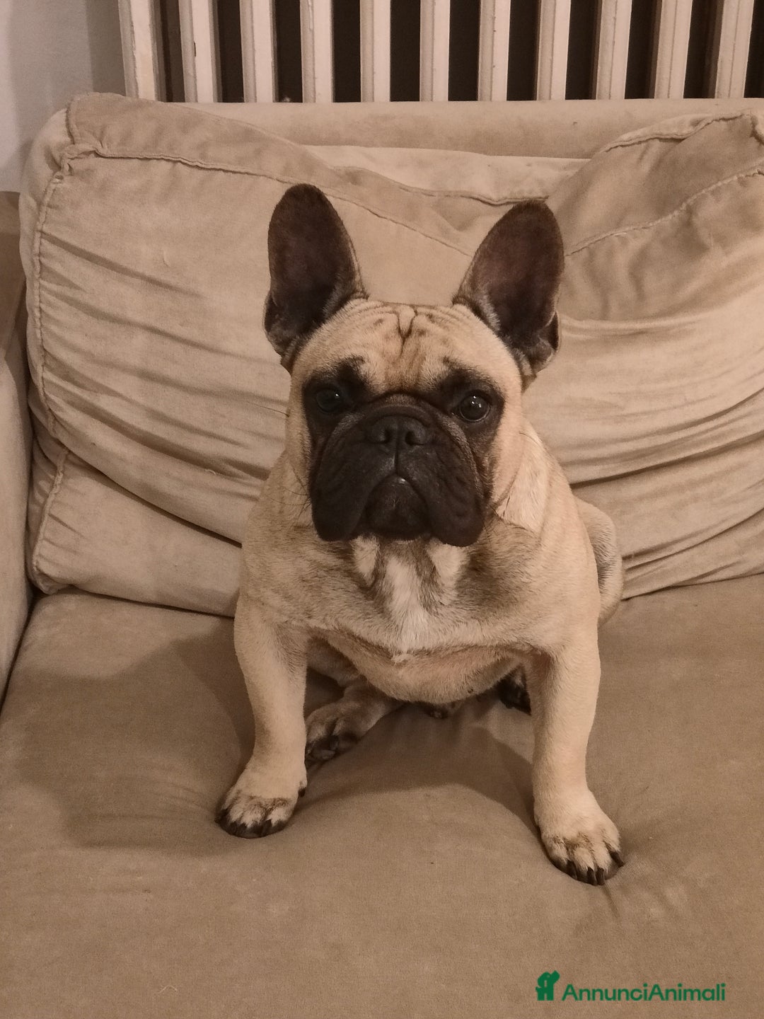 Immagine della galleria {{count}}