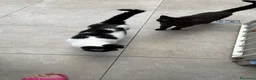 British gatti in regalo: Chiusura allevamento  - Annuncio 1