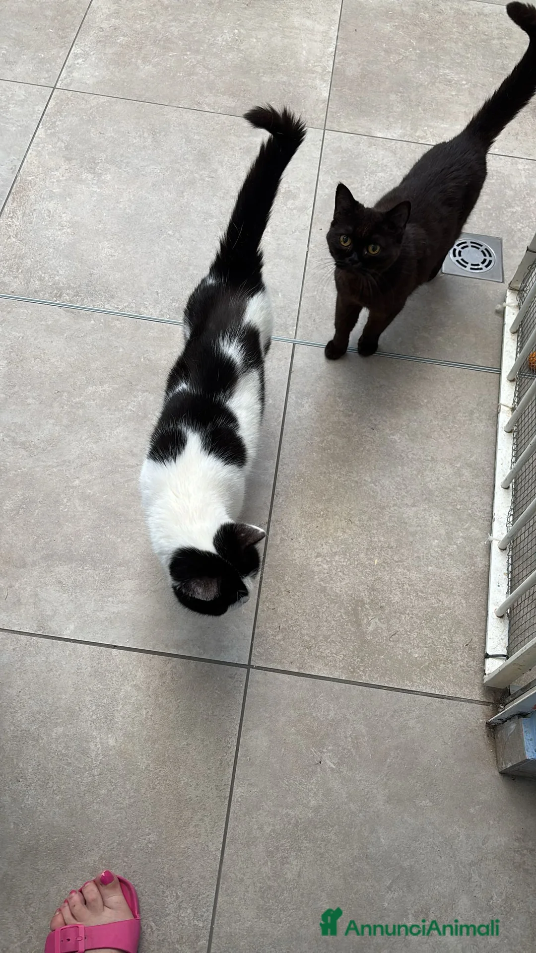 British gatti in regalo: Chiusura allevamento  - Annuncio 1