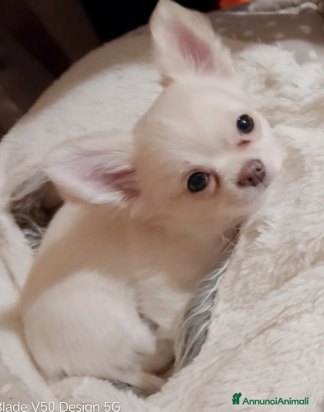 Chihuahua cani in vendita: Cucciola chihuahua - Annuncio 3