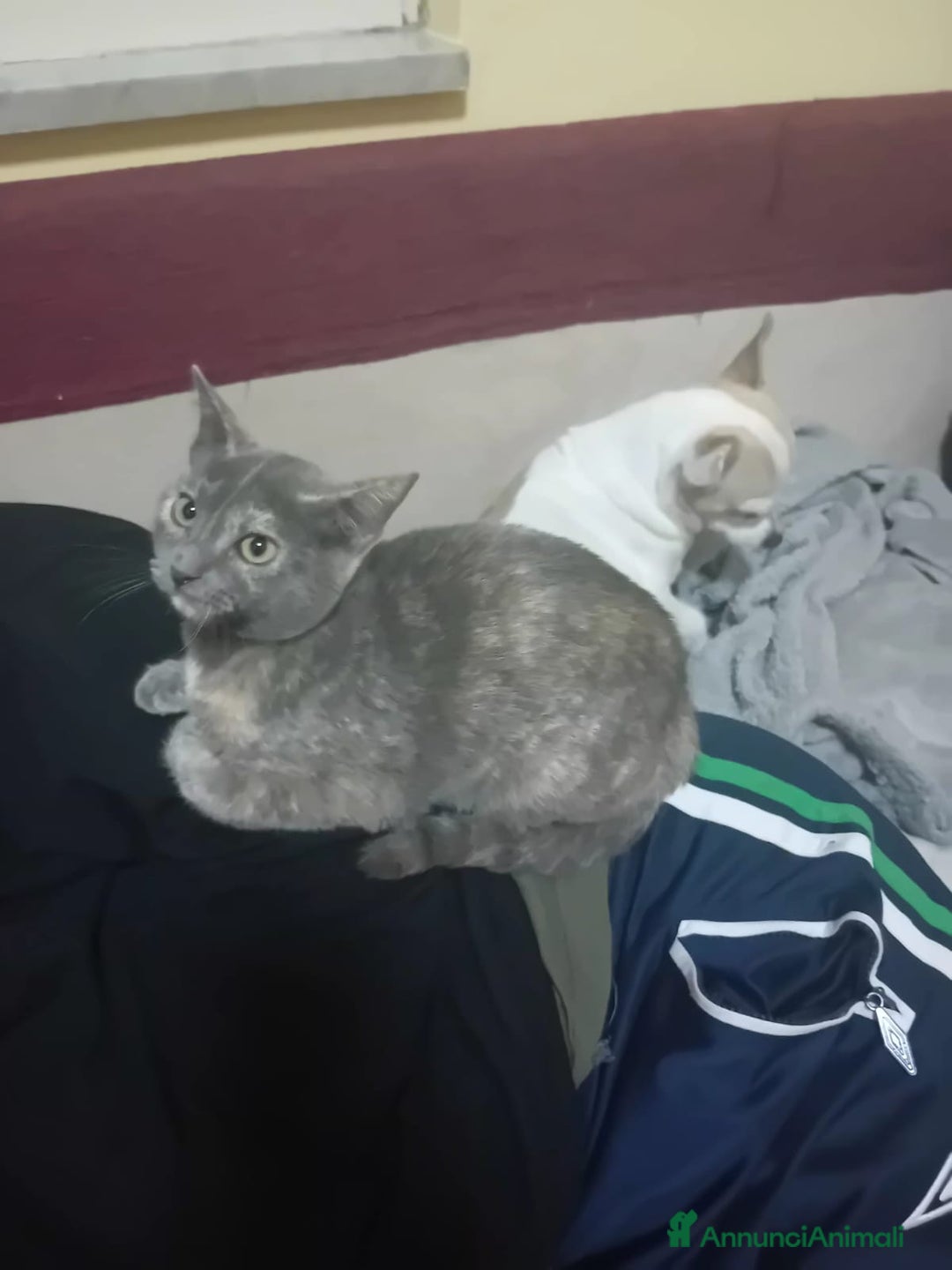 Meticcio gatti in regalo: MI ADOTTI? SONO TEMPESTA - Annuncio 6