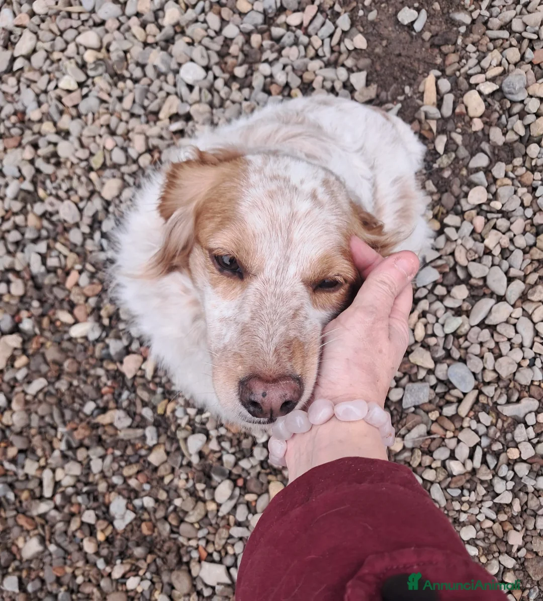Breton cani in regalo: Sandy la bretoncina che sorride a Provincia di Como - Annuncio 3