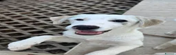 Meticcio cani in regalo: Grey  a Provincia di Savona - Annuncio 3