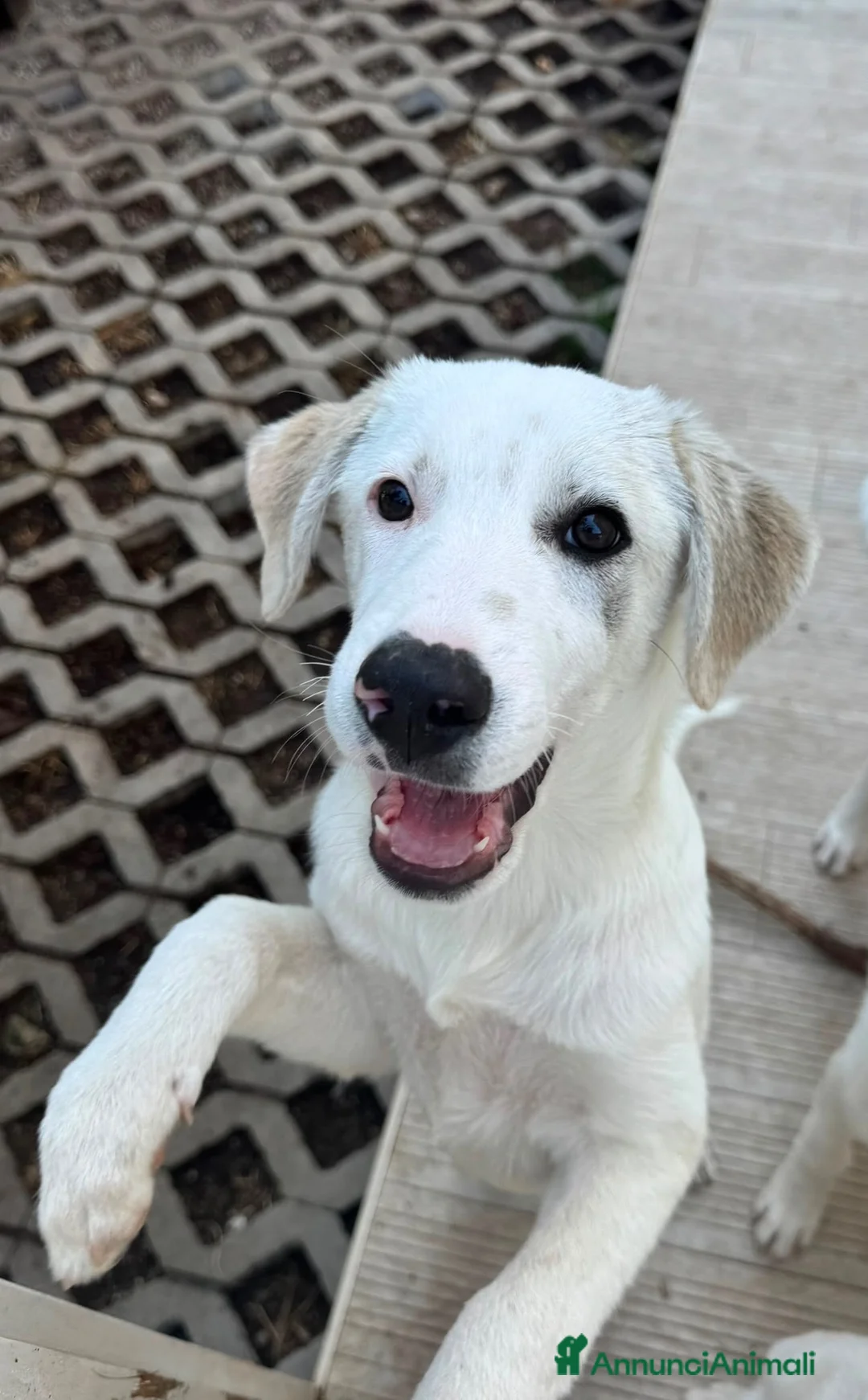 Meticcio cani in regalo: Grey  a Provincia di Savona - Annuncio 3