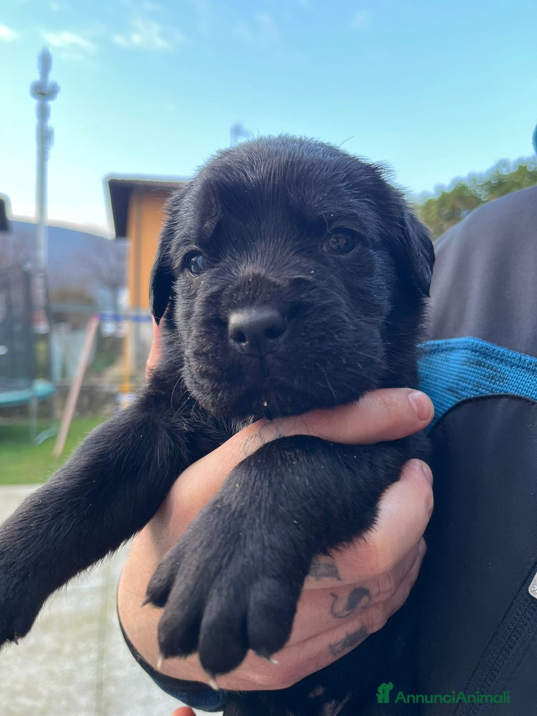 Cane Corso cani in vendita: Cuccioli cane corso - Annuncio 2