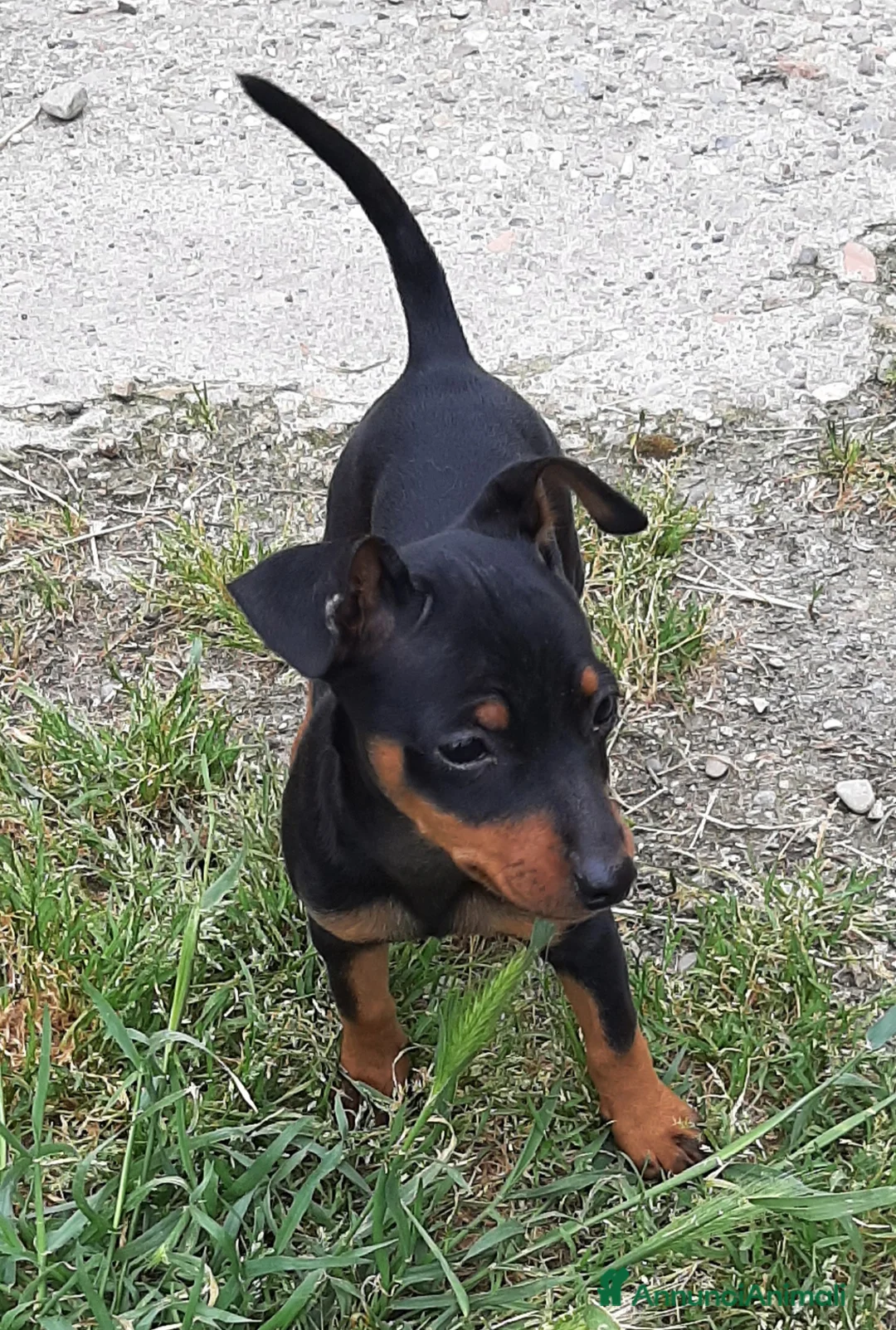 Pinscher Miniatura cani in vendita: Cucciola di Zwergpinscher , Pincher  - Annuncio 1