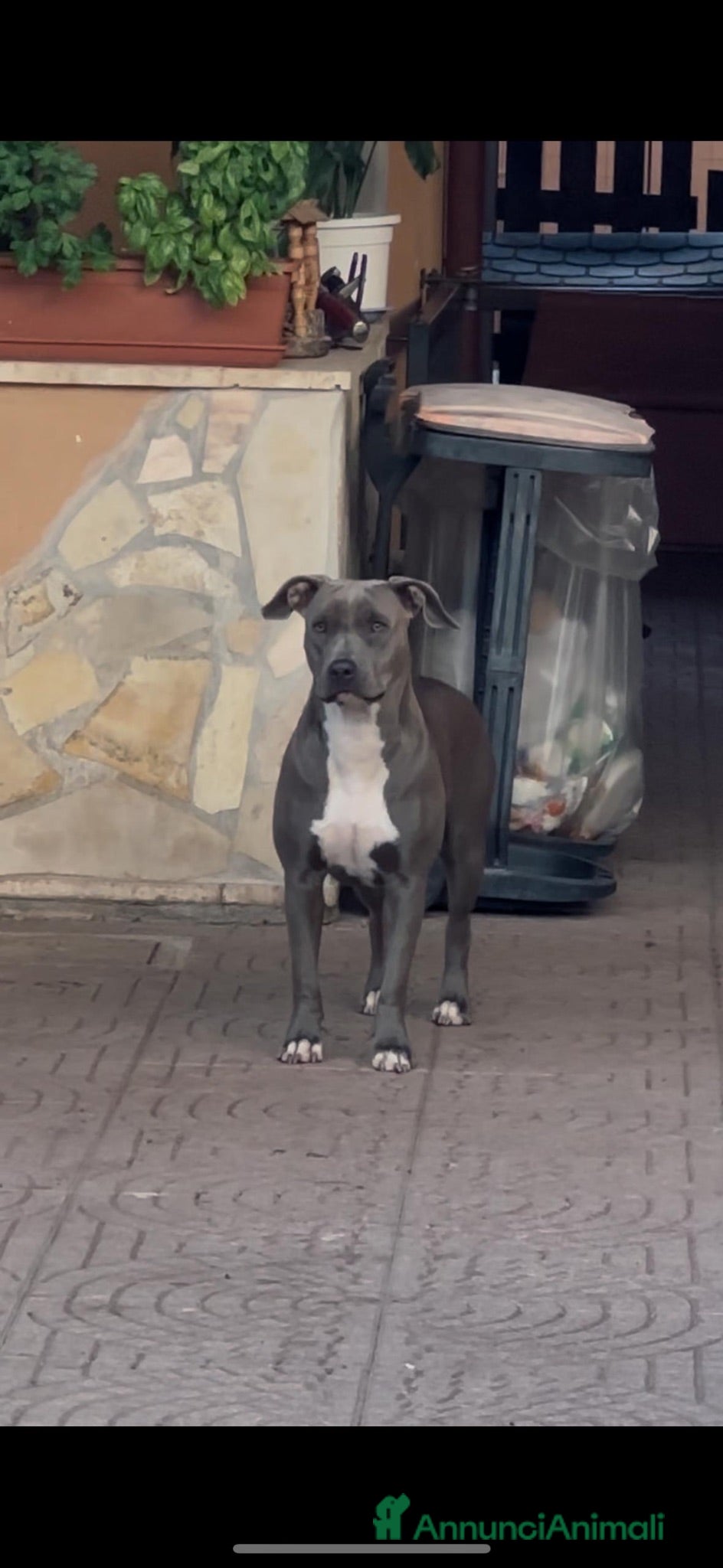 Pitbull cani CUCCIOLI DI PITBULL CON PEDIGREE DISPONIBILI - Annuncio 1