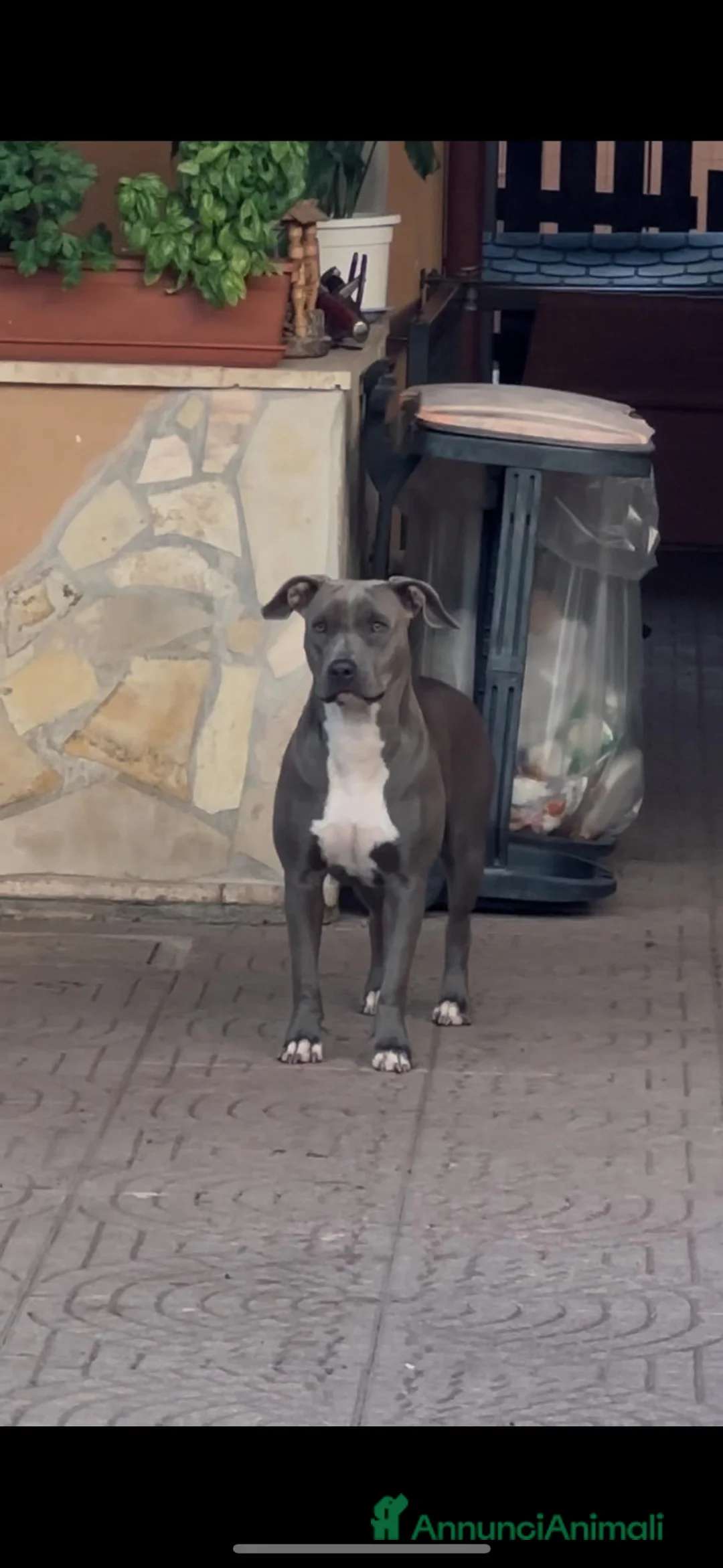 Pitbull cani in vendita: CUCCIOLI DI PITBULL CON PEDIGREE DISPONIBILI a Città metropolitana di Roma Capitale - Annuncio 1