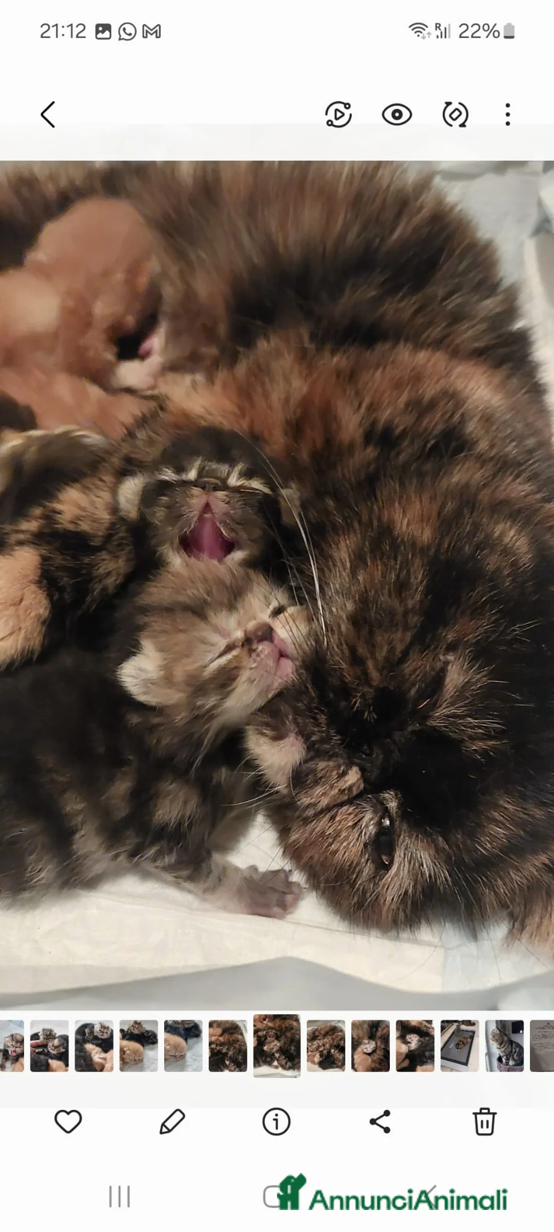 Exotic Shorthair gatti in vendita: Gattini razza Exotic Shorthair  a Provincia di Varese - Annuncio 1