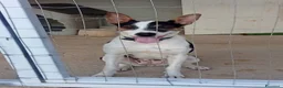 Meticcio cani in regalo: Wendy dolcissima cagnolina taglia medio piccola  - Annuncio 5