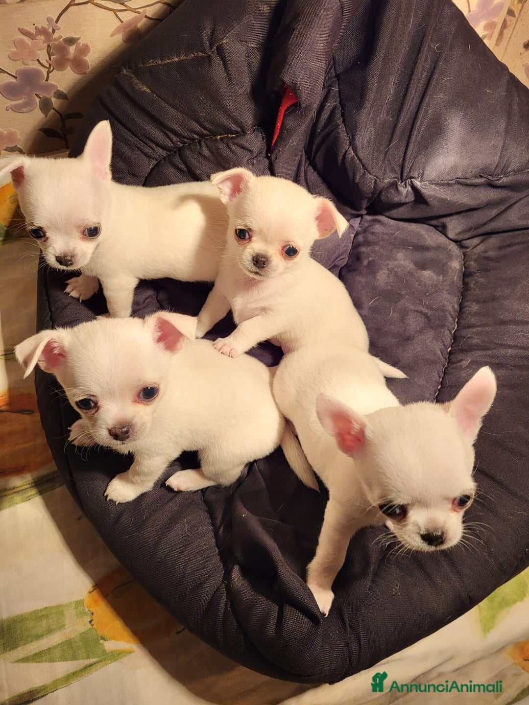 Chihuahua cani in vendita: Meravigliosi cuccioli di chihuahua bianchi - Annuncio 7