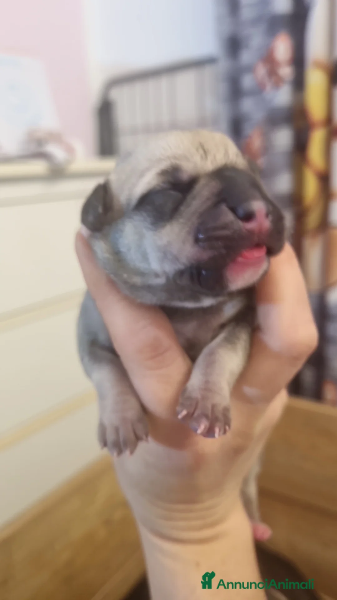 Pitbull cani in vendita: American pitbull terrier  - Annuncio 10