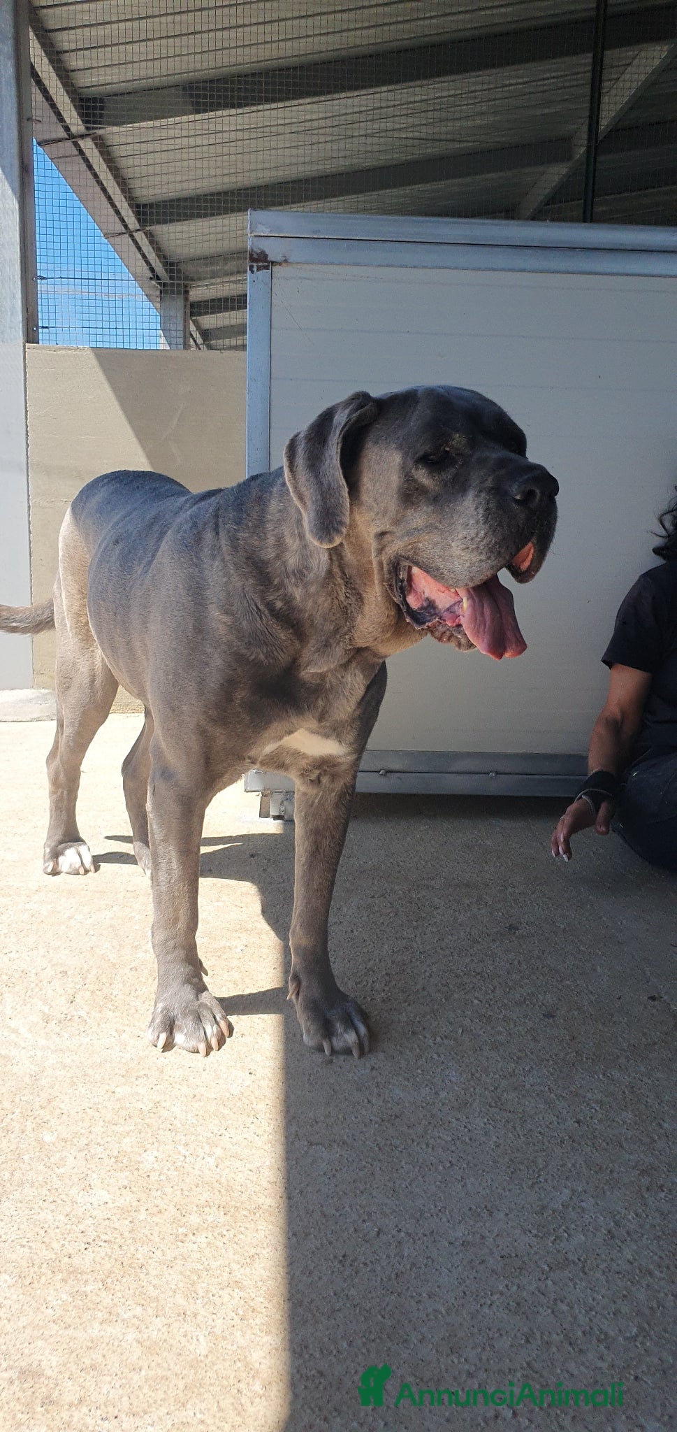 Cane Corso cani Teresa, cane corso in canile - Annuncio 4