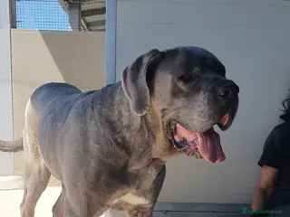Cane Corso cani Teresa, cane corso in canile - Annuncio 4